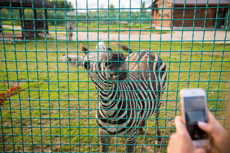 A Woman makes a picture of zebra behind a fence in a zooの写真素材