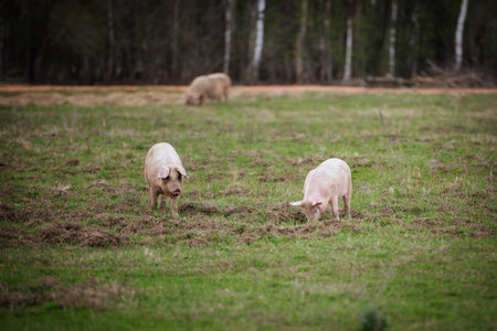 Three pigs graze on the farm.の写真素材
