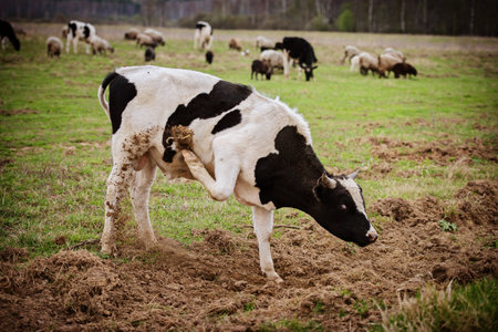 cow digs the ground with a hoof, grazing on the farmの写真素材