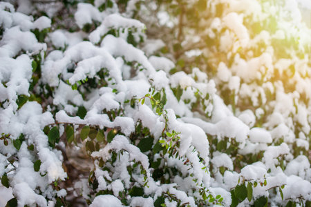 snow on the branches of a tree, winter, sunny dayの写真素材