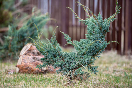 green christmas leaves of Thuja treesの写真素材