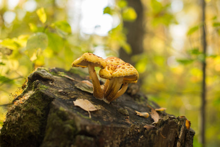 Yellow mushrooms on an old stump. Polypore, toadstool, tree mushrooms in the autumn forestの写真素材