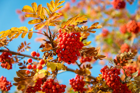 Red rowan berries on a tree with yellow leaves. Bunches of red medicinal berries