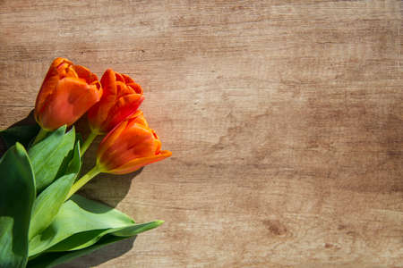 banner with red tulips on brown wooden background. Postcard, place for text, copy spaceの写真素材