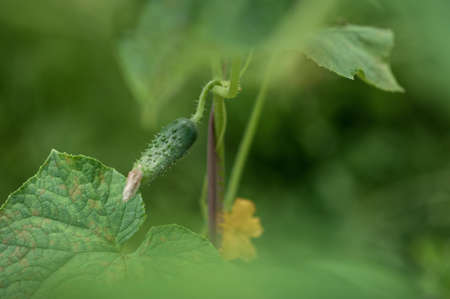 young green cucumber on a branch in the gardenの写真素材