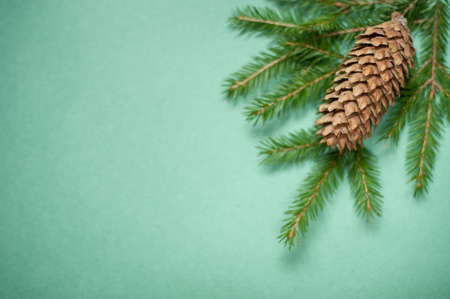 branches of a pine tree and a fir cone on a green backgroundの写真素材