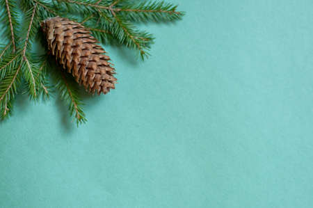 branches of a pine tree and a fir cone on a green backgroundの写真素材