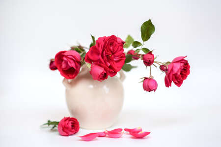 red garden roses in a white vase on a neutral backgroundの写真素材