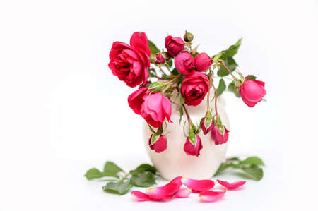 red garden roses in a white vase on a neutral backgroundの写真素材