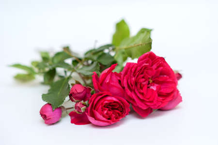red garden roses on a neutral backgroundの写真素材