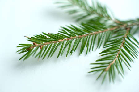 branches of a pine tree close-up on a neutral backgroundの写真素材