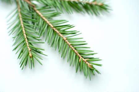 branches of a pine tree close-up on a neutral backgroundの写真素材