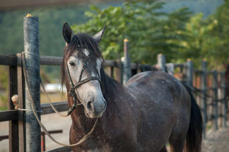 horse portrait. horse in nature. farm horseの写真素材