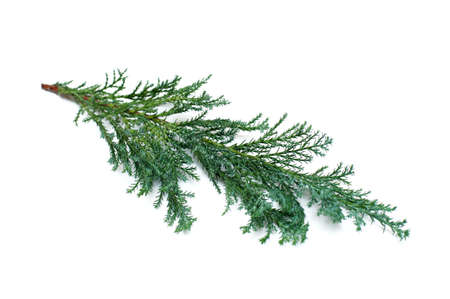 Branch of a Christmas tree on a white backgroundの写真素材