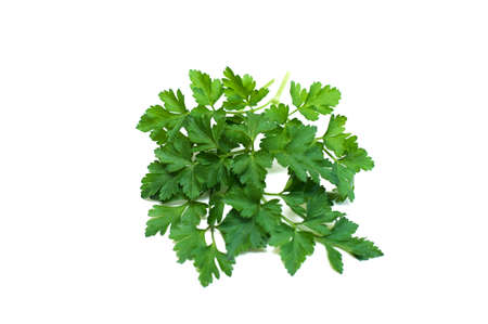 Parsley isolated on white backgroundの写真素材