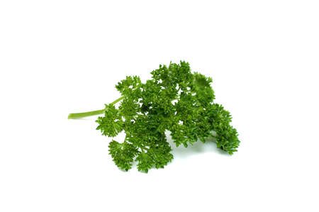 Parsley isolated on white backgroundの写真素材