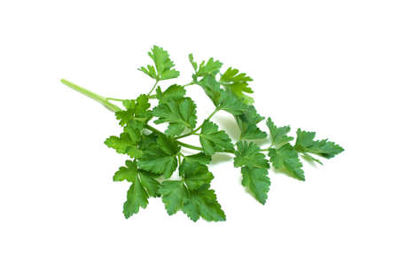 Parsley isolated on white backgroundの写真素材