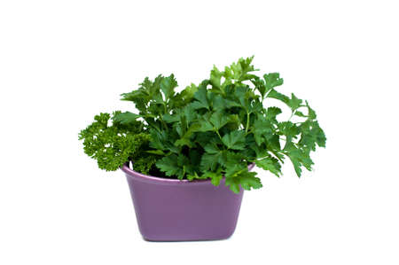 Fresh parsley isolated on white backgroundの写真素材