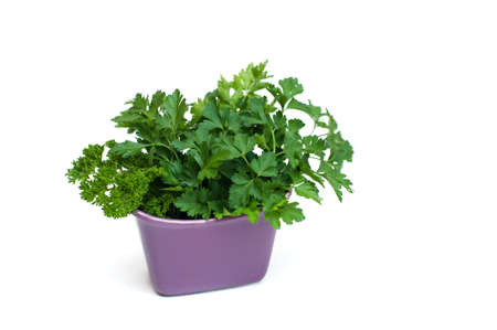 Fresh parsley isolated on white backgroundの写真素材