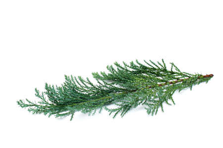Branch of a Christmas tree on a white backgroundの写真素材