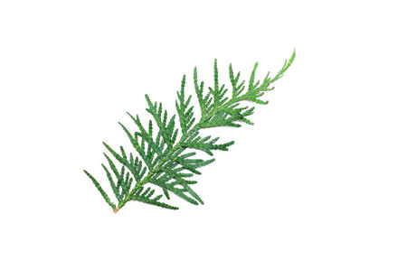 Coniferous green branches on a white backgroundの写真素材