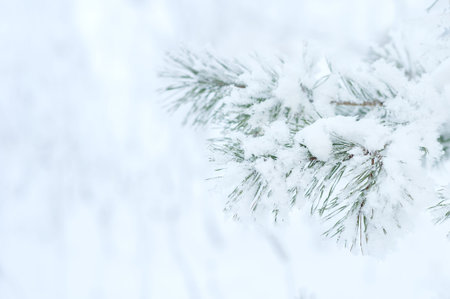 Winter background. A coniferous tree in hoarfrost and snowの写真素材