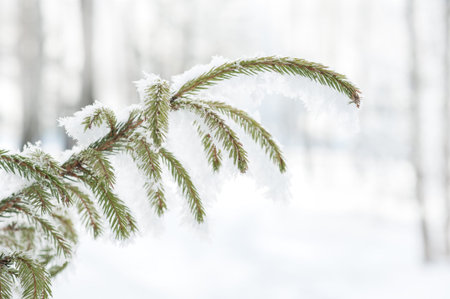 Winter background with fir branches in the frost.