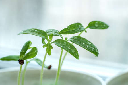 Sprouting tomato seedlings at home on a windowsill. Tomato seedling with water drops on leavesの写真素材