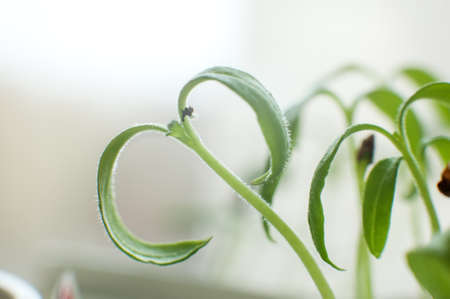 Seedlings of tomatoes. Green sprout growing from seeds in pots. Close-upの写真素材