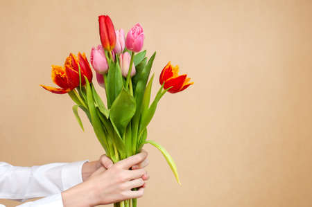 Bouquet of tulips in hands on a neutral backgroundの写真素材