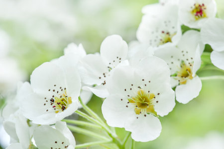 Flowers on a branch close-up. Fruit tree flowers