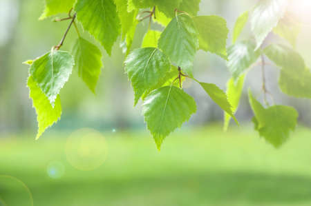 Bright spring and summer background with birch branch in sunlight. Natural background.の写真素材