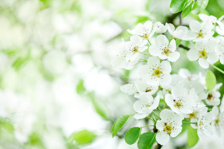 Flowers of fruit trees. Blossoming cherry branch on a blurred background. Copy space