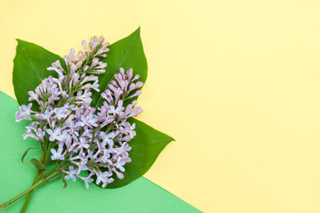 Branches of blooming lilacs on a yellow and green background. Copy space