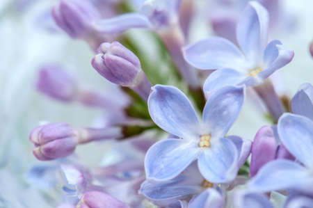 Purple lilac flowers close-up. Flower background. Spring and summer backgroundの写真素材
