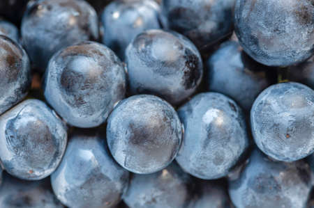 Dark blue grapes close up.Food backgroundの写真素材