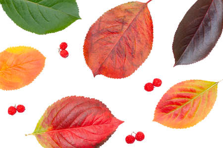 Colorful autumn leaves on a white background. Autumn backgroundの写真素材