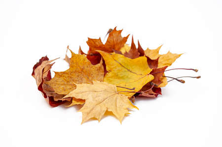 A pile of fallen leaves isolated on a white background.の写真素材