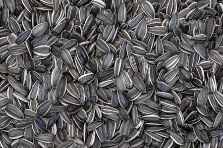 Sunflower seeds background. Food background