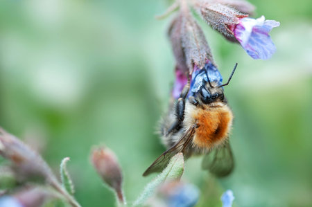 Bumblebee close-up looking for nectar on a flower, selective focus
