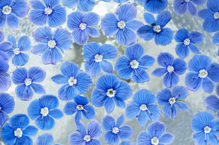 Background of blue flowers on the waterの写真素材