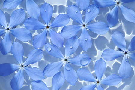Background of blue flowers with water dropsの写真素材
