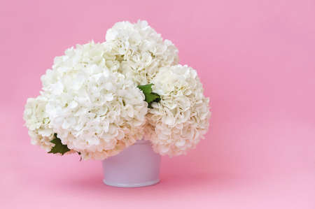 White flowers in a vase on a pink background with copy spaceの写真素材