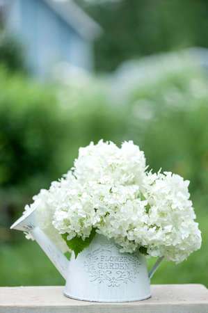 White hydrangea flowers in a garden watering can against the backdrop of a country house. vertical photoの写真素材