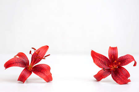two lily flowers on the table light backgroundの写真素材