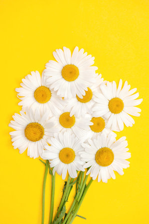 Bouquet of chamomiles on a yellow background. vertical photo