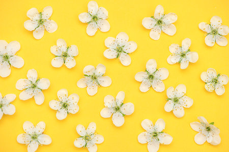 Cherry flowers pattern on yellow backgroundの写真素材
