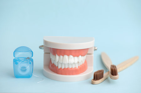 Close-up model of a human jaw with white teeth, toothbrushes and dental floss on a blue background. Conceptual photo of dentistry.の写真素材