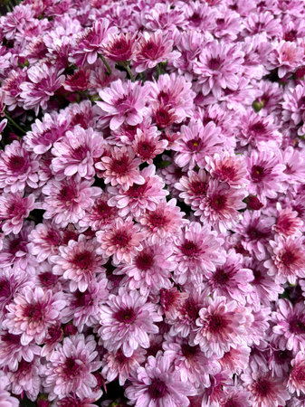 Pink chrysanthemum flowers as a background. Top view.の写真素材