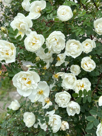 White rose bush blooming in the garden, close-up.の写真素材